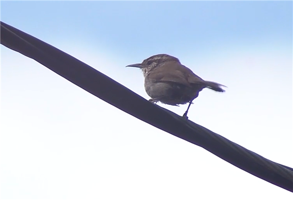 离奇事件！美国加州50多只鸟空中飞翔时突然爆炸