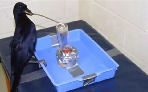 一只鹰学会识别交通信号 利用交通规则捕猎 成功率倍增