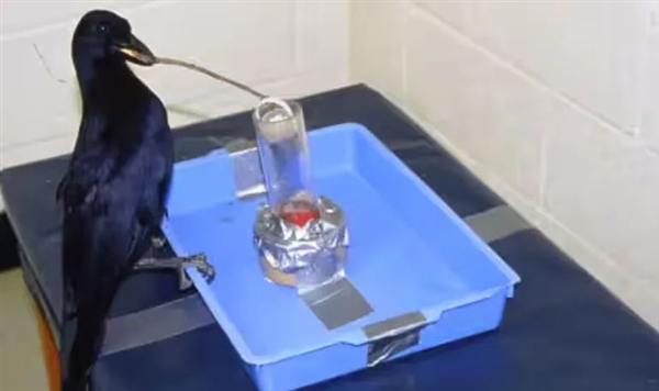 一只鹰学会识别交通信号 利用交通规则捕猎 成功率倍增