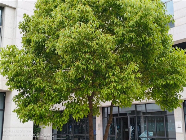 300块的洋品牌耳机 听着居然还不错