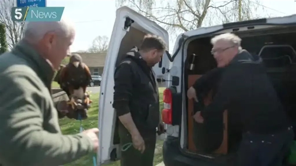 英国一只老鹰专门袭击高个男性 尤其青睐秃头