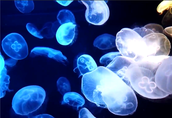 广东沙滩现酷似塑料袋毒水母！不慎被蜇伤后千万别用淡水冲