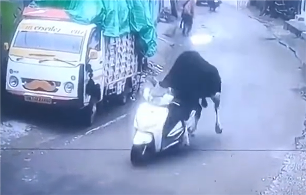印度一头牛被监控拍到偷骑摩托车：撞墙后淡定离开