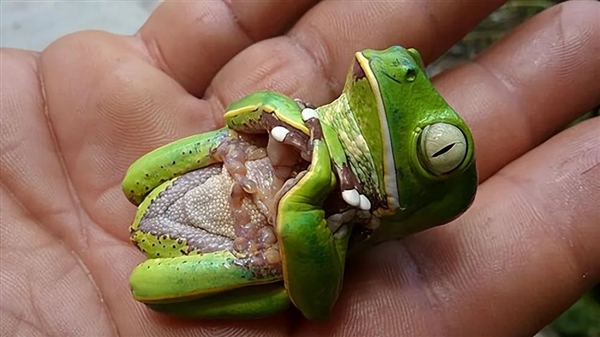 为什么很多动物进化出装死、假死、吓死的行为