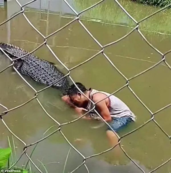 翻鳄鱼围栏自拍游客险被撕碎！愚蠢决定竟是因为：我以为它是雕像