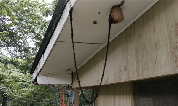 行军蚁为了入侵黄蜂巢穴 搭了一条数米长的“生物桥梁”