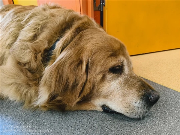 300块的洋品牌耳机 听着居然还不错