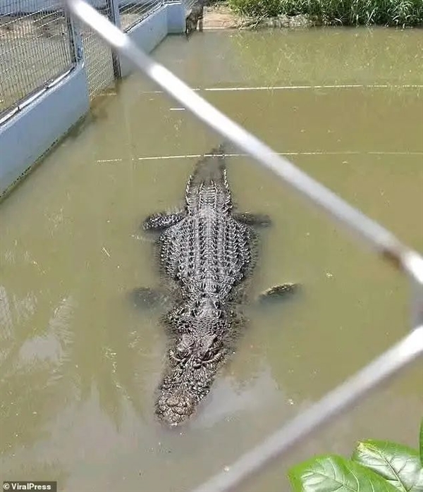 翻鳄鱼围栏自拍游客险被撕碎！愚蠢决定竟是因为：我以为它是雕像