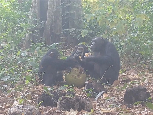 今朝有酒今朝醉！科学家首次拍到黑猩猩食用发酵水果