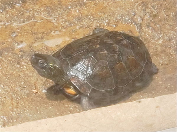 开眼了！这些动物寿命都比人类长：乌龟都比不了