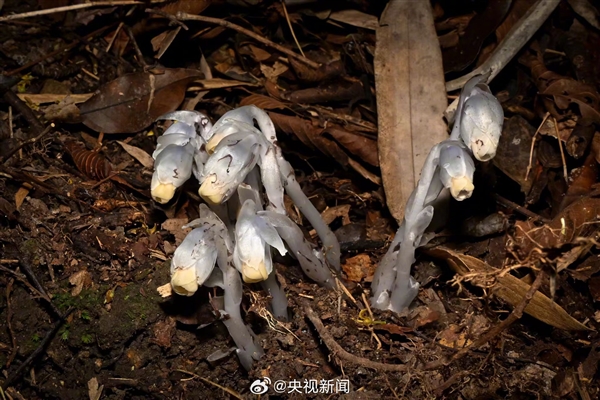 贵州发现罕见幽灵之花：不含叶绿素 无法光合作用