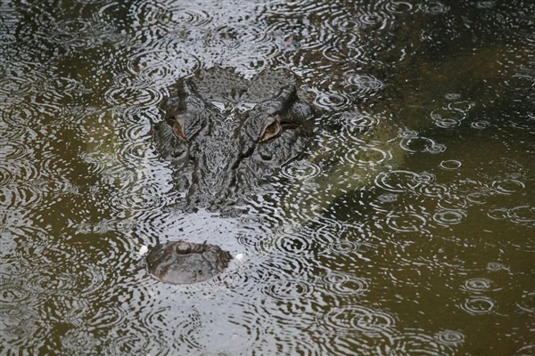 翻鳄鱼围栏自拍游客险被撕碎！愚蠢决定竟是因为：我以为它是雕像