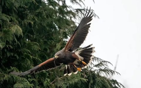 英国一只老鹰专门袭击高个男性 尤其青睐秃头