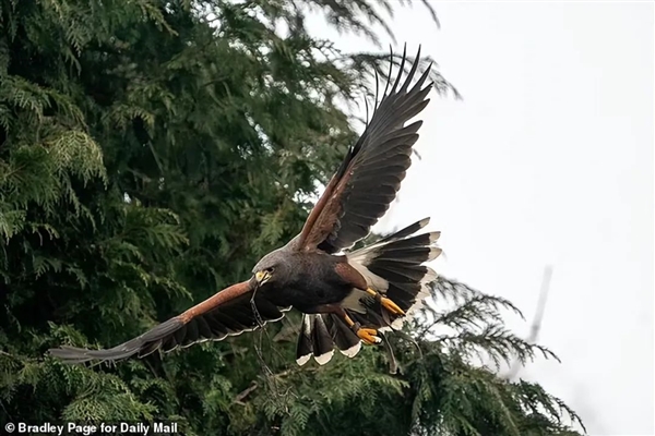 英国一只老鹰专门袭击高个男性 尤其青睐秃头