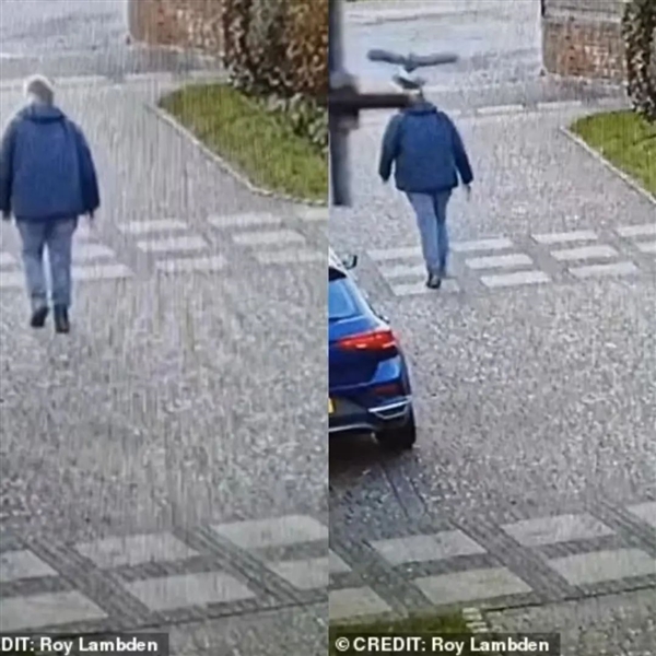 英国一只老鹰专门袭击高个男性 尤其青睐秃头