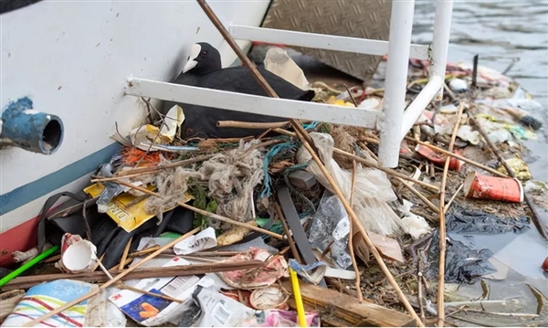 30年房龄的鸟巢被“强拆”：从麦当劳外包装到口罩 垃圾层层堆叠