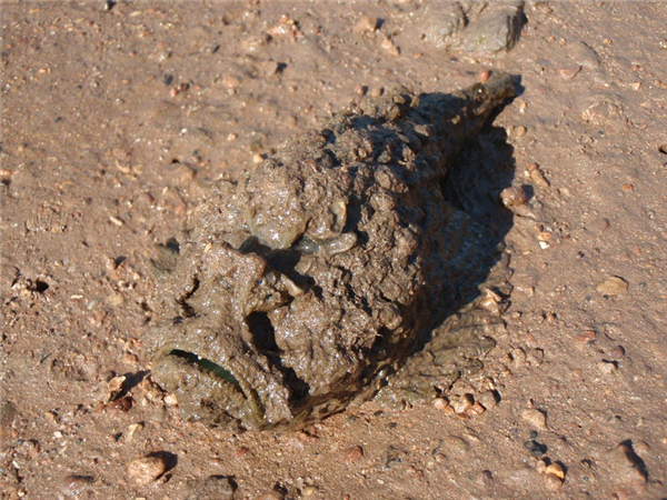 他一脚踩在海滩的带刺“石头”上:不到两个小时就死了