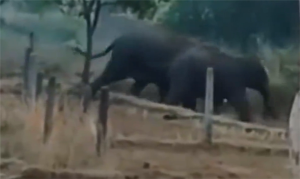 印度两头大象迁徙途中突然袭击多个村庄：致3人死亡