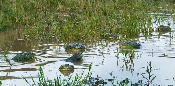 女子自曝在上海公园放生外来物种美国牛蛙 官方:很难捕捞插图3 女子自曝在上海公园放生外来物种美国牛蛙 官方:很难捕捞