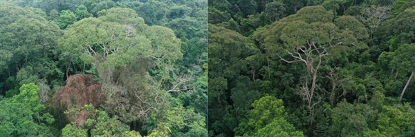 为把寿命延长到了近300岁：它们主动被雷劈