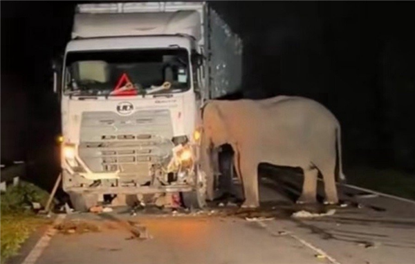 小象高速上被撞身亡：母象头抵着卡车7个小时不愿离去