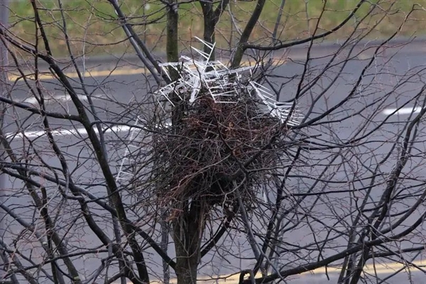 30年房龄的鸟巢被“强拆”：从麦当劳外包装到口罩 垃圾层层堆叠