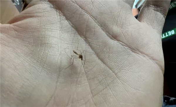 为了消灭蚊子：科学家建议在人血里下毒