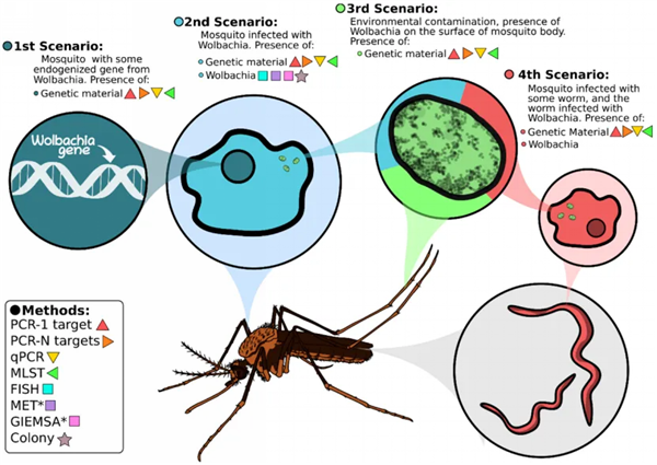 为了消灭蚊子：科学家建议在人血里下毒