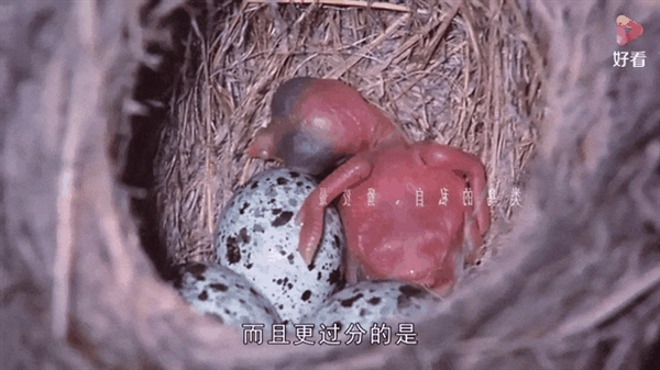 最“偏心”的企鹅！它们会产下两枚差距巨大的蛋 然后抛弃小的