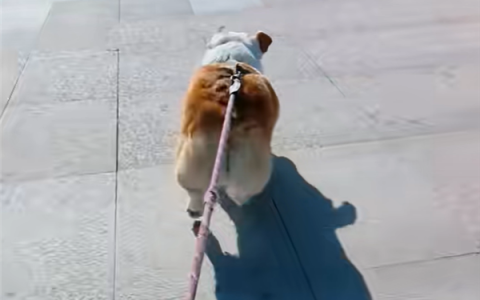 多地出现狗拉车带人上路急驶 律师：或违法违规