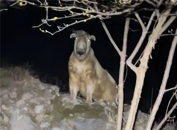 钓鱼佬两次野外偶遇 “秦岭杀人王”羚牛！如遇需尽快远离