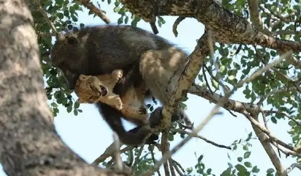 巴拿马孤岛惊现偷娃狂魔!卷尾猴多次偷走吼猴幼崽插图7 巴拿马孤岛惊现偷娃狂魔!卷尾猴多次偷走吼猴幼崽