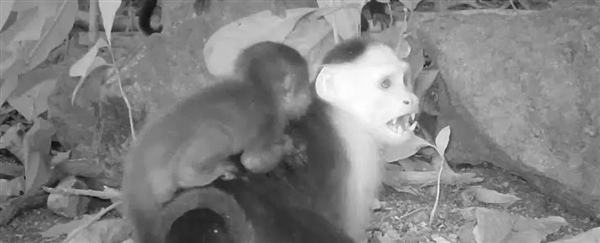 巴拿马孤岛惊现偷娃狂魔!卷尾猴多次偷走吼猴幼崽插图1 巴拿马孤岛惊现偷娃狂魔!卷尾猴多次偷走吼猴幼崽