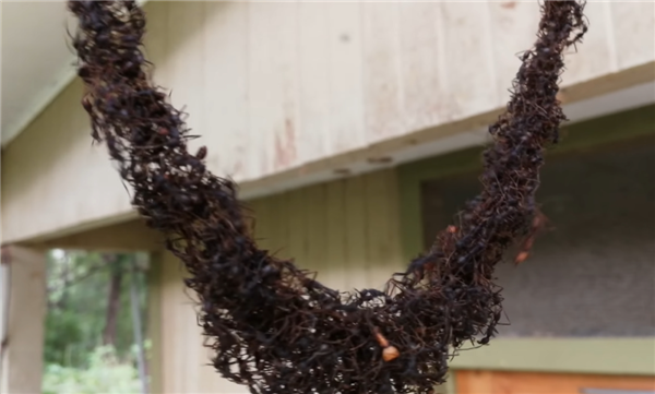 行军蚁为了入侵黄蜂巢穴 搭了一条数米长的“生物桥梁”