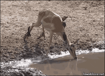 翻鳄鱼围栏自拍游客险被撕碎！愚蠢决定竟是因为：我以为它是雕像