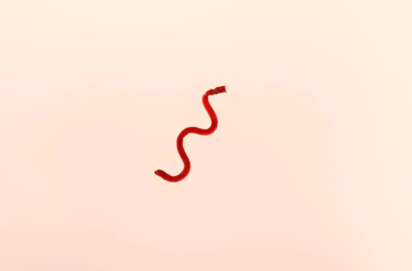 全球首个！我国成功研发磁控血液凝胶纤维机器人