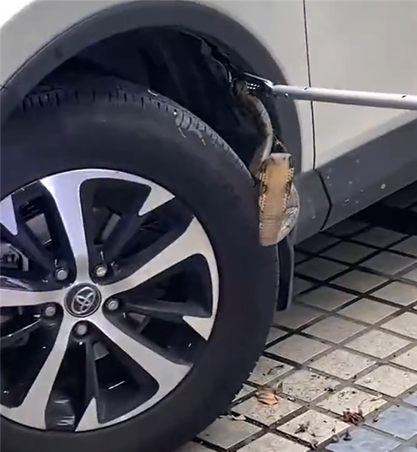 可怕！剧毒眼镜王蛇地库里爬进丰田荣放车头