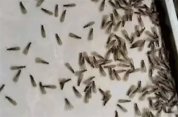 女子吃30只飞蚂蚁后剧烈腹痛：确诊高蛋白过敏