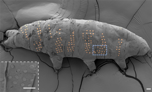 西湖大学团队首次用冰刻技术为水熊虫“纹身”：身长不足1毫米