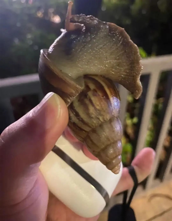 深圳雨后惊现手掌大的蜗牛 千万别碰