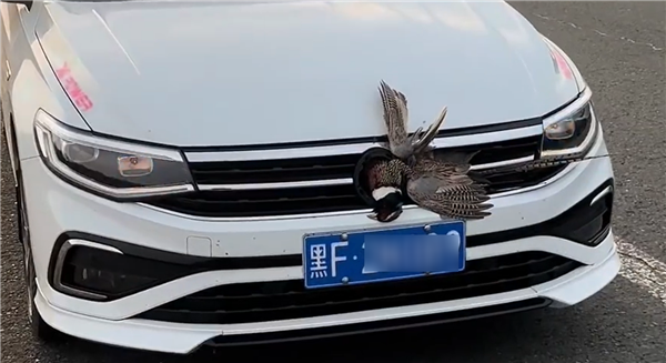 大众轿车高速上撞鸟车标都飞了 网友：秒变“卡雁”