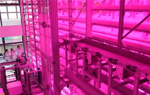 让沙漠成沃土！科学家z轴种菜产量翻100倍