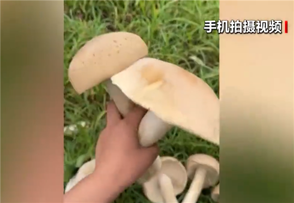 广西发现巨型蘑菇需4人才可抬起 医生：不建议食用