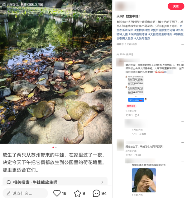 女子自曝在上海公园放生外来物种美国牛蛙 官方:很难捕捞插图 女子自曝在上海公园放生外来物种美国牛蛙 官方:很难捕捞