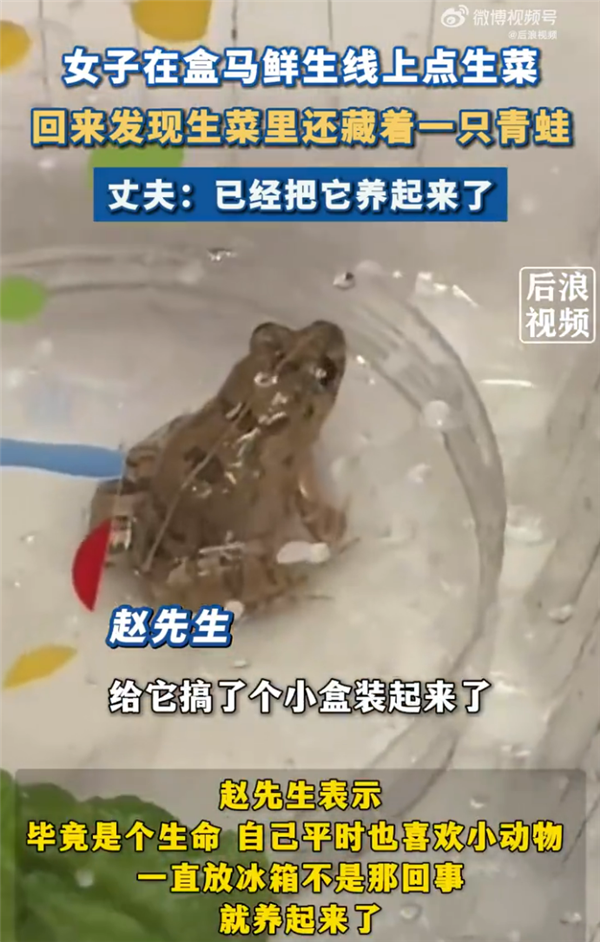 女子盒马买生菜清洗发现活体青蛙 因喜欢小动物决定饲养