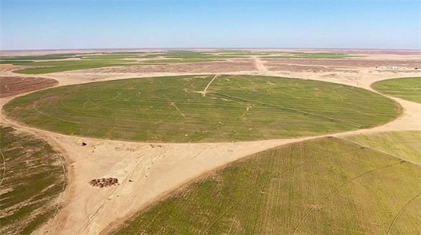 中国将撒哈拉沙漠改造成甜菜农场：年产90万吨原糖