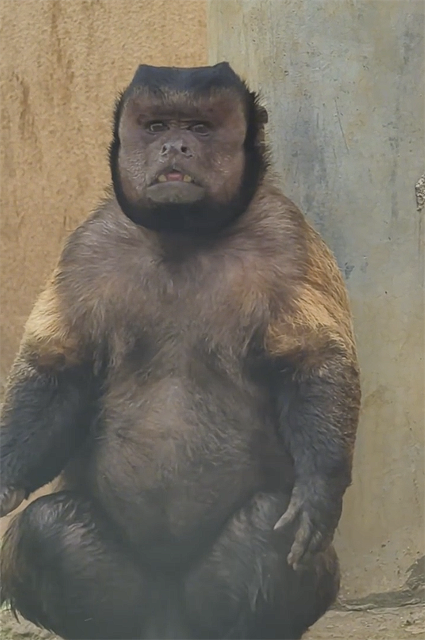 合肥动物园国字脸猴因丑萌出圈！其实很聪明