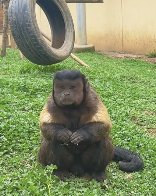 网红国字脸猴子去世 合肥野生动物园通报：心肺功能衰竭