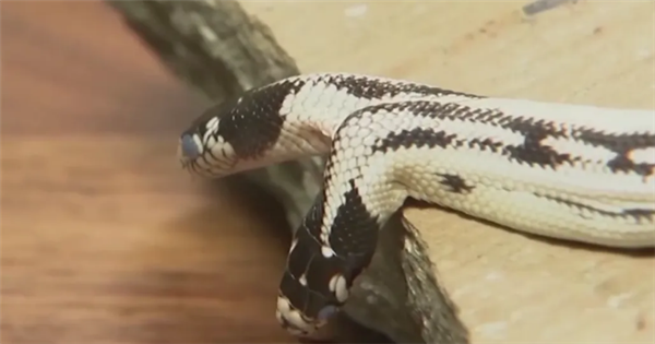 概率十万分之一！美国一宠物店现双头王蛇：两个大脑一个身体