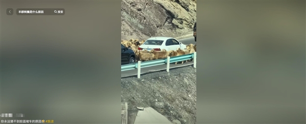 车主发现堵车源头竟是羊群 网友：今天不堵车倒是堵羊了